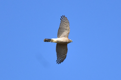Accipiter nisus