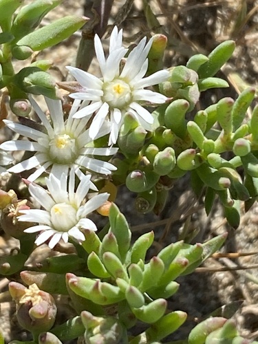 Psilocaulon parviflorum 3