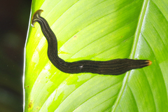 Bipaliinae