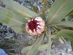 Protea lorifolia