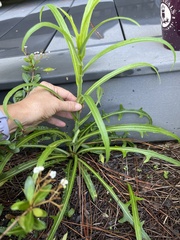 Lactuca graminifolia