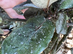 Elaeagnus