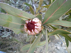 Protea lorifolia