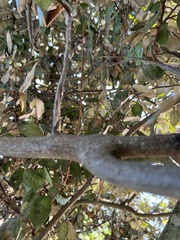 Elaeagnus