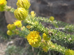 Pteronia camphorata