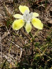 Moraea fugax