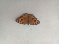 Junonia almana