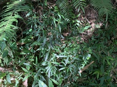 Hygrophila