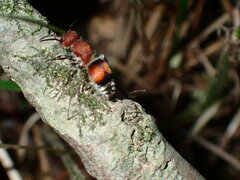 Pseudomethoca simillima