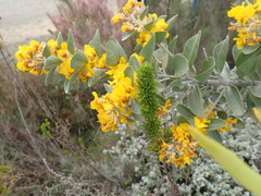 Stirtonanthus taylorianus