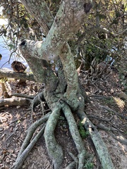 Elaeagnus