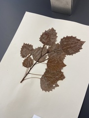 Populus