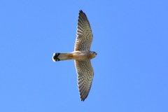 Falco tinnunculus