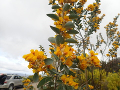 Stirtonanthus taylorianus