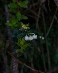 Gaultheria