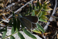 Polyommatus kamtshadalis