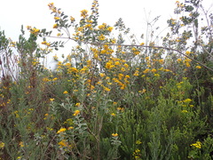 Stirtonanthus taylorianus
