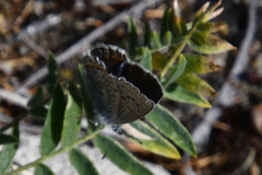 Polyommatus kamtshadalis