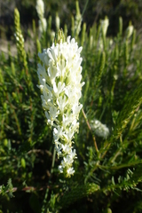 Dischisma ciliatum ciliatum