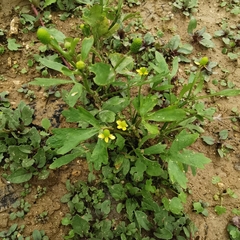 Ranunculus sceleratus