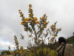 Stirtonanthus taylorianus