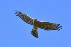 Accipiter nisus