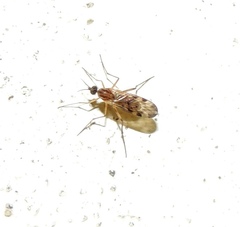 Sylvicola