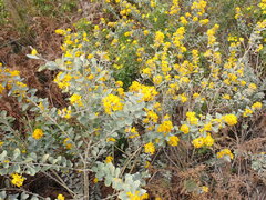 Stirtonanthus taylorianus