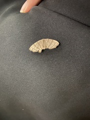 Orudiza protheclaria