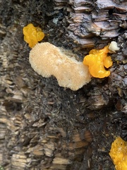 Phyllotopsis nidulans