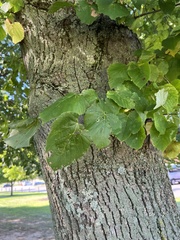 Tilia platyphyllos