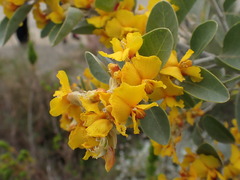 Stirtonanthus taylorianus