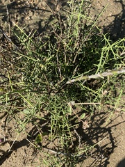 Koeberlinia spinosa