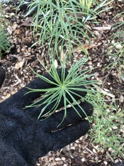 Amsonia hubrichtii