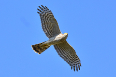 Accipiter nisus