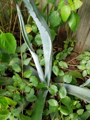 Agave