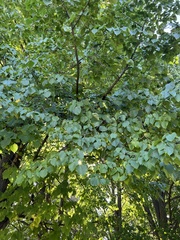 Tilia platyphyllos