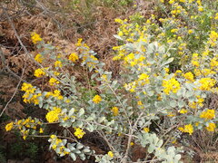Stirtonanthus taylorianus