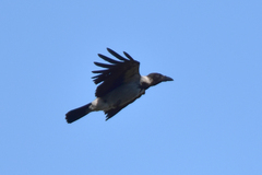 Corvus cornix