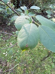 Prunus virginiana virginiana