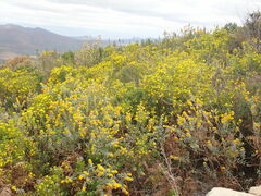 Stirtonanthus taylorianus