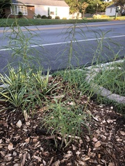 Amsonia hubrichtii
