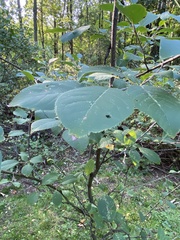 Prunus virginiana virginiana