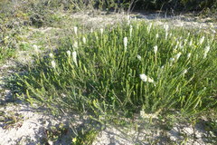 Dischisma ciliatum ciliatum