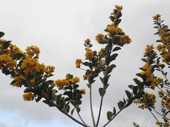 Stirtonanthus taylorianus