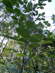 Prunus virginiana virginiana