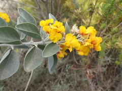 Stirtonanthus taylorianus