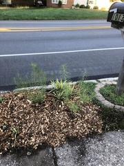 Amsonia hubrichtii