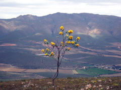 Stirtonanthus taylorianus