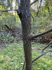Prunus virginiana virginiana